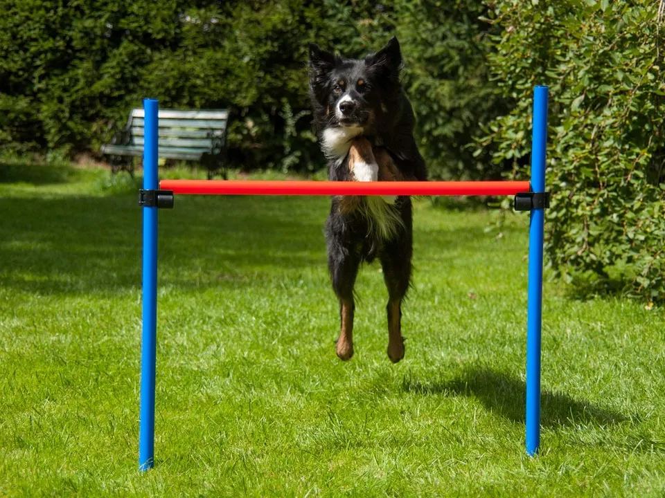 lemodo-agility-h-rde-rot-blau-h-henverstellbar-mit-tasche image 1