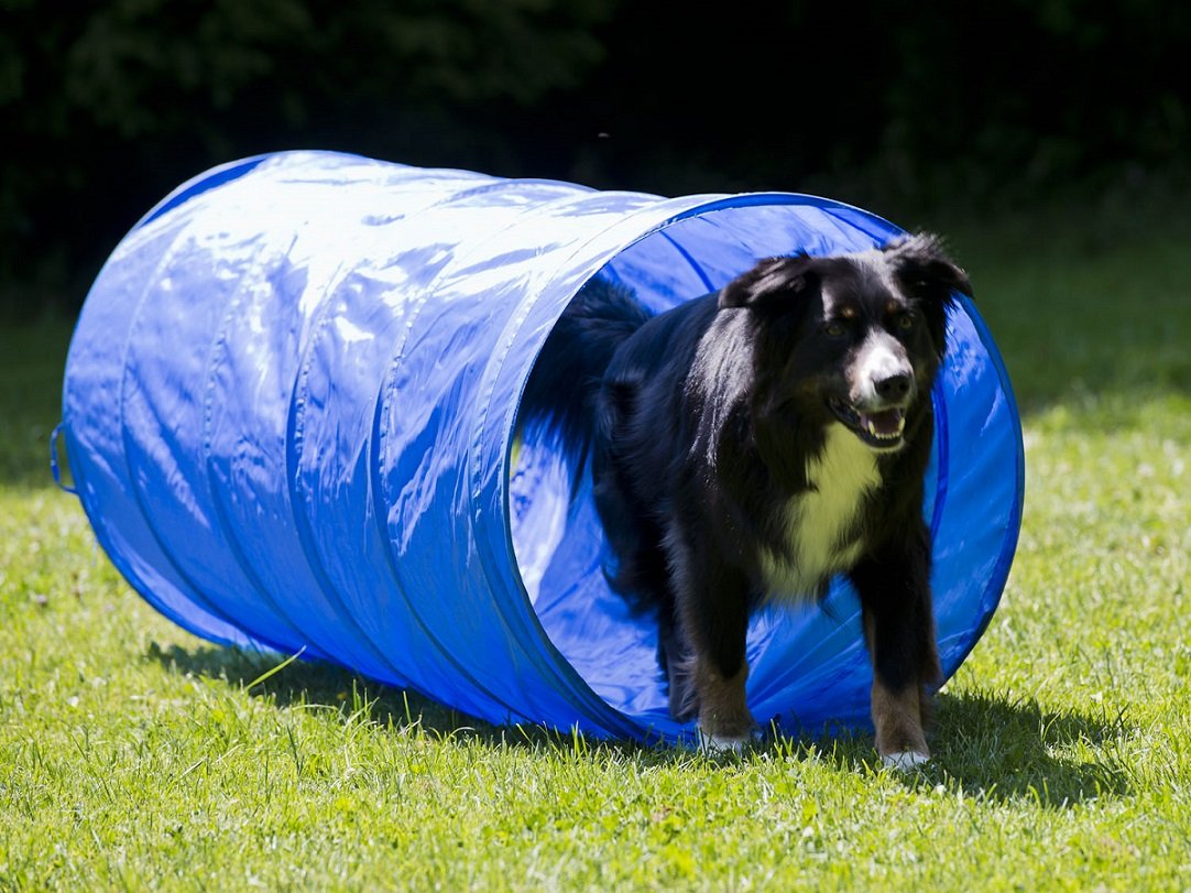 lemodo-nativ-hundetunnel-agility-tunnel-152-cm-mit-tasche image 4