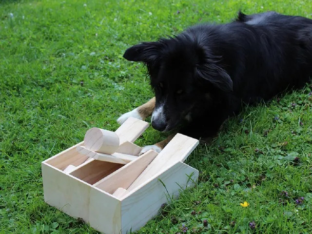 lemodo-hundepiano-aus-holz-29x22x10-cm-intelligenz-spielzeug image 1