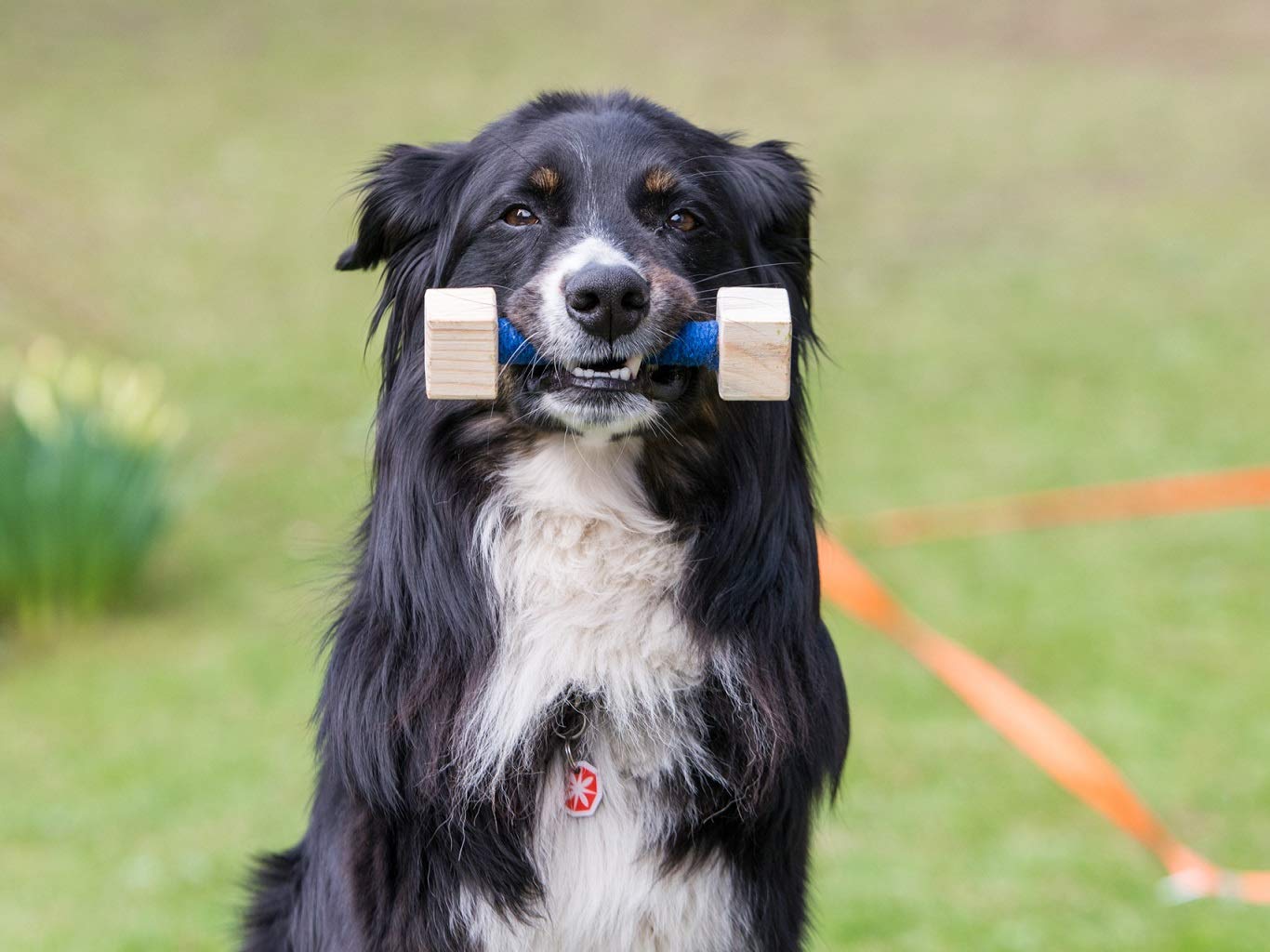 lemodo-nativ-obedience-set-hundetraining-agility-set image 6