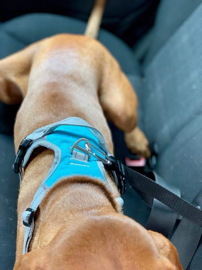 henry-wag-hunde-reisegeschirr-gr-e-l-mit-sicherheitsgurt-schlaufe image 7