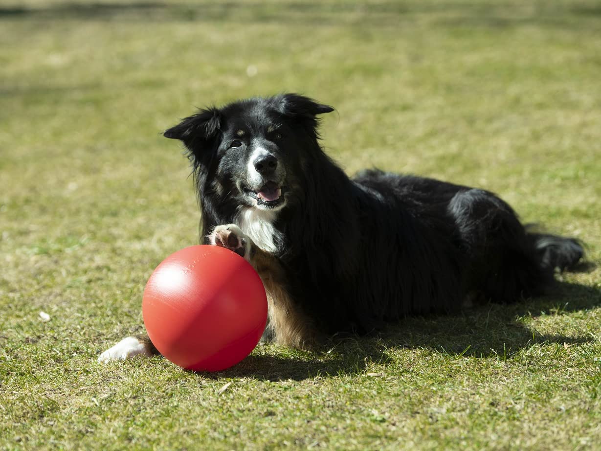 lemodo-nativ-golf-spielset-f-r-hunde-intelligenzspiel-agility image 5