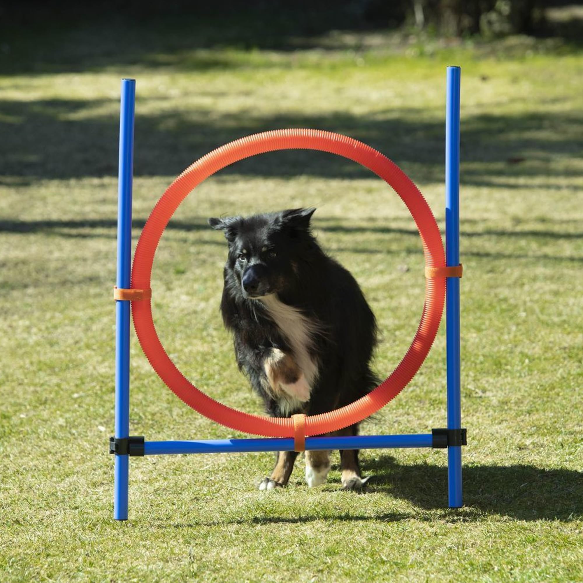 lemodo-nativ-agility-sprungring-f-r-gro-e-hunde-70-cm-h-henverstellbar image 3