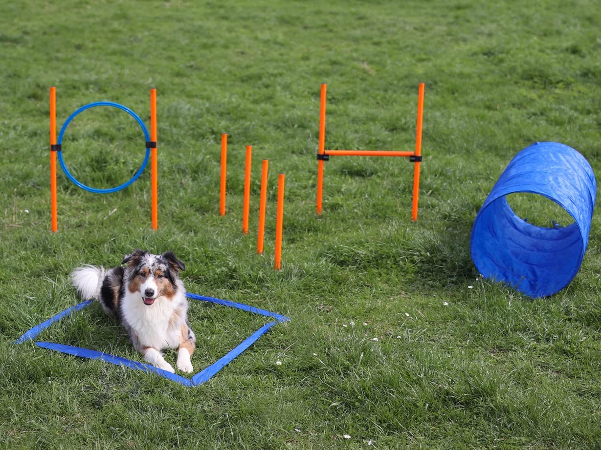 lemodo-agility-set-hunde-h-rde-tunnel-sprungring image 3
