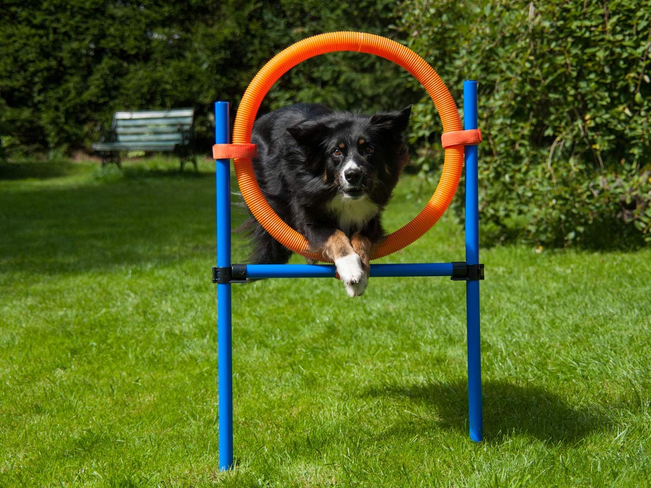 lemodo-agility-sprungring-orange-blau-f-r-hunde-mit-tragetasche image 1