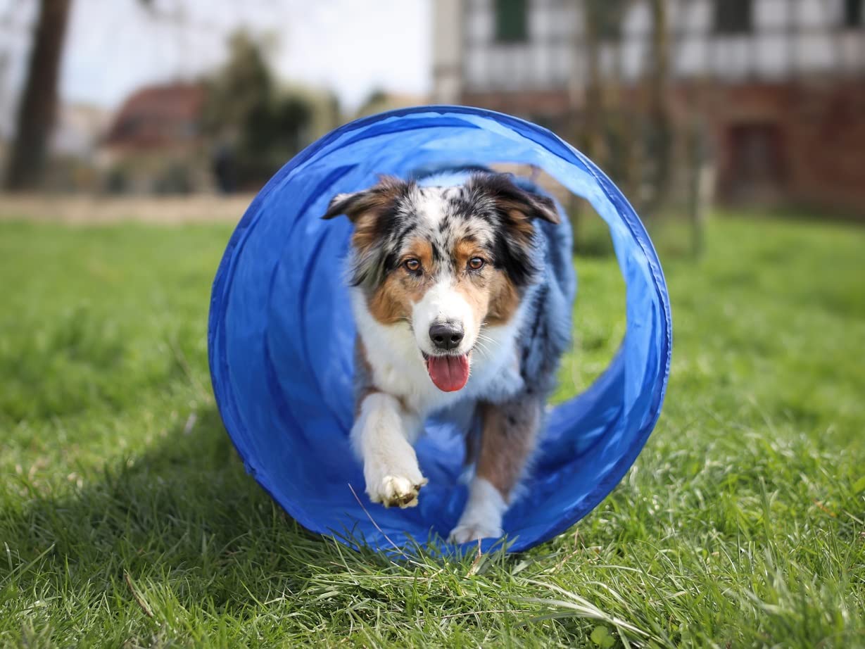 lemodo-agility-set-hunde-h-rde-tunnel-sprungring image 4