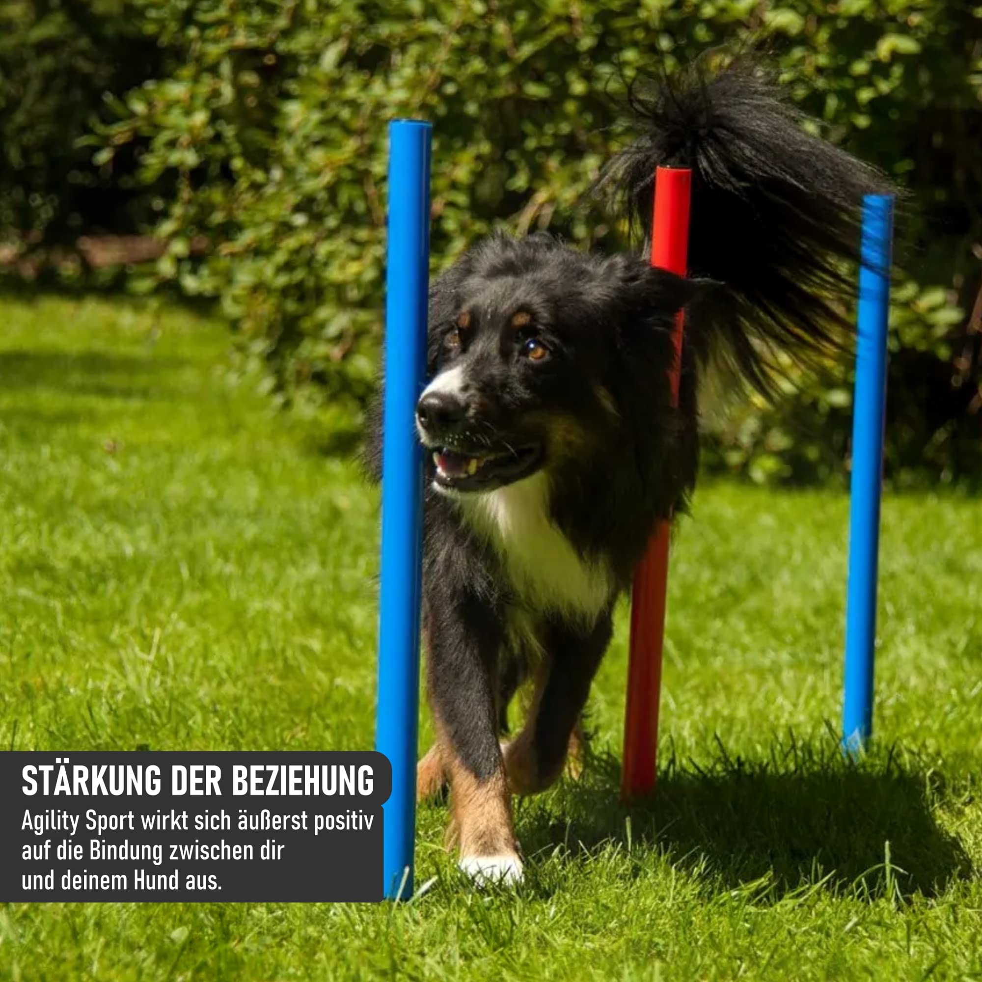 lemodo-nativ-agility-set-hunde-mit-h-rde-tunnel-und-sprungring image 5