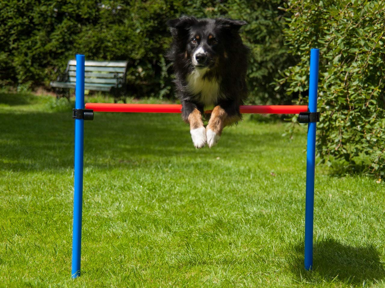 lemodo-agility-h-rde-rot-blau-h-henverstellbar-mit-tasche image 2