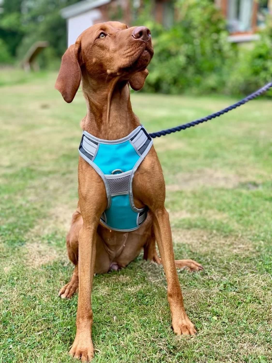 henry-wag-hunde-reisegeschirr-gr-e-l-mit-sicherheitsgurt-schlaufe image 2
