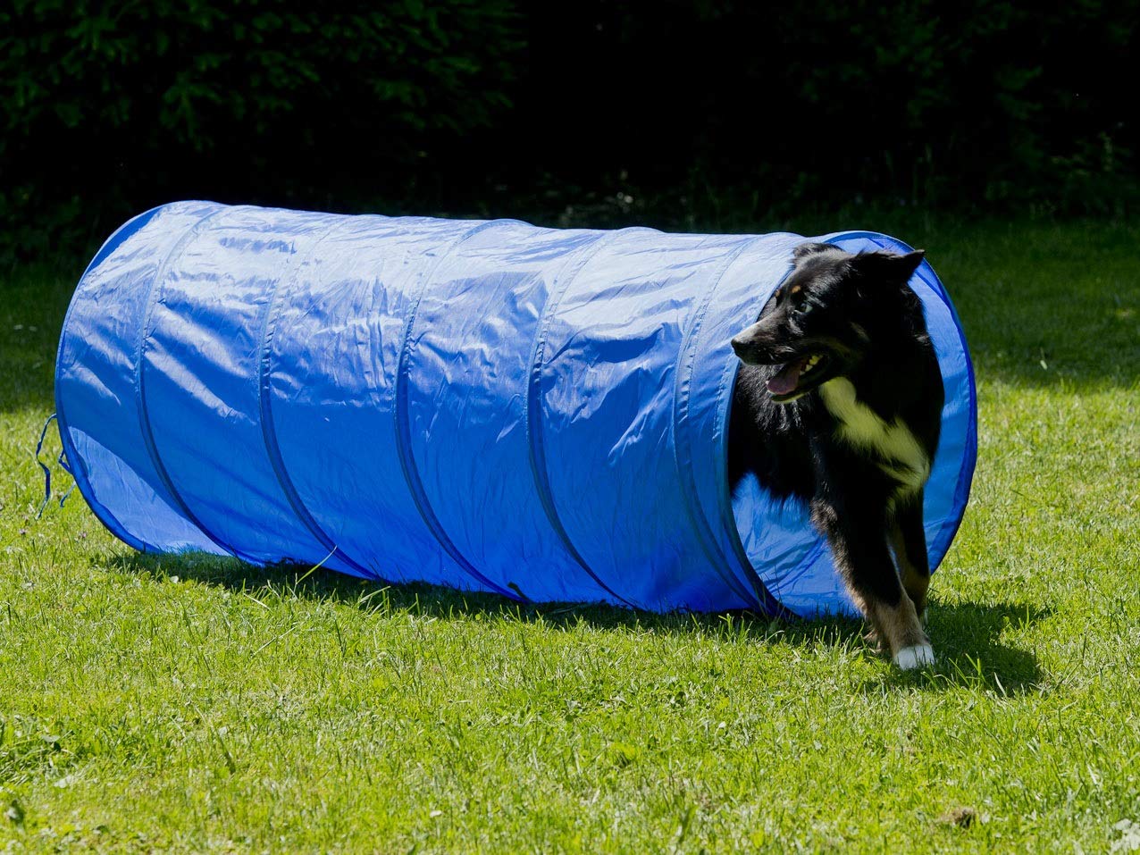lemodo-nativ-hundetunnel-agility-tunnel-152-cm-mit-tasche image 5