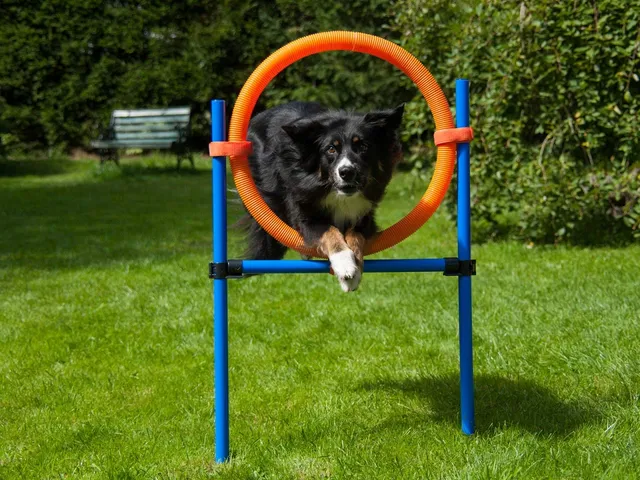 lemodo-agility-sprungring-orange-blau-f-r-hunde-mit-tragetasche image 1