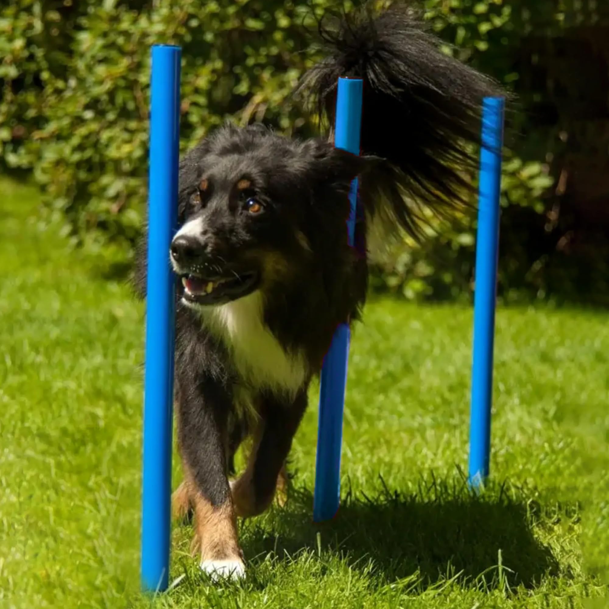 lemodo-agility-set-mit-tunnel-hundetraining-mit-h-rden-und-slalomstangen image 7