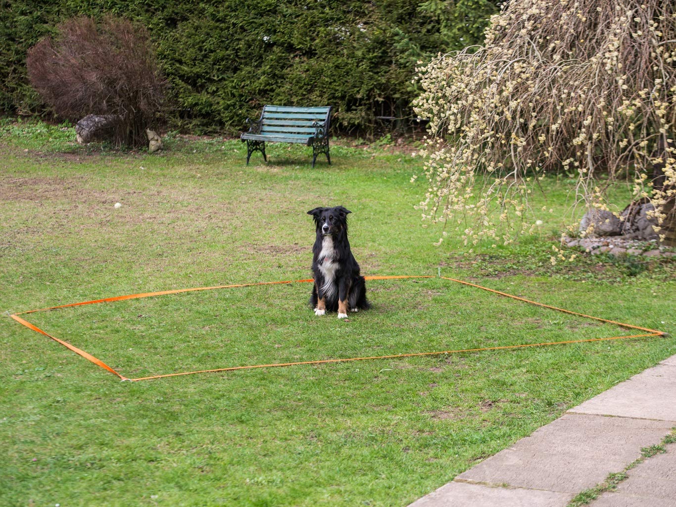 lemodo-nativ-obedience-set-hundetraining-agility-set image 7
