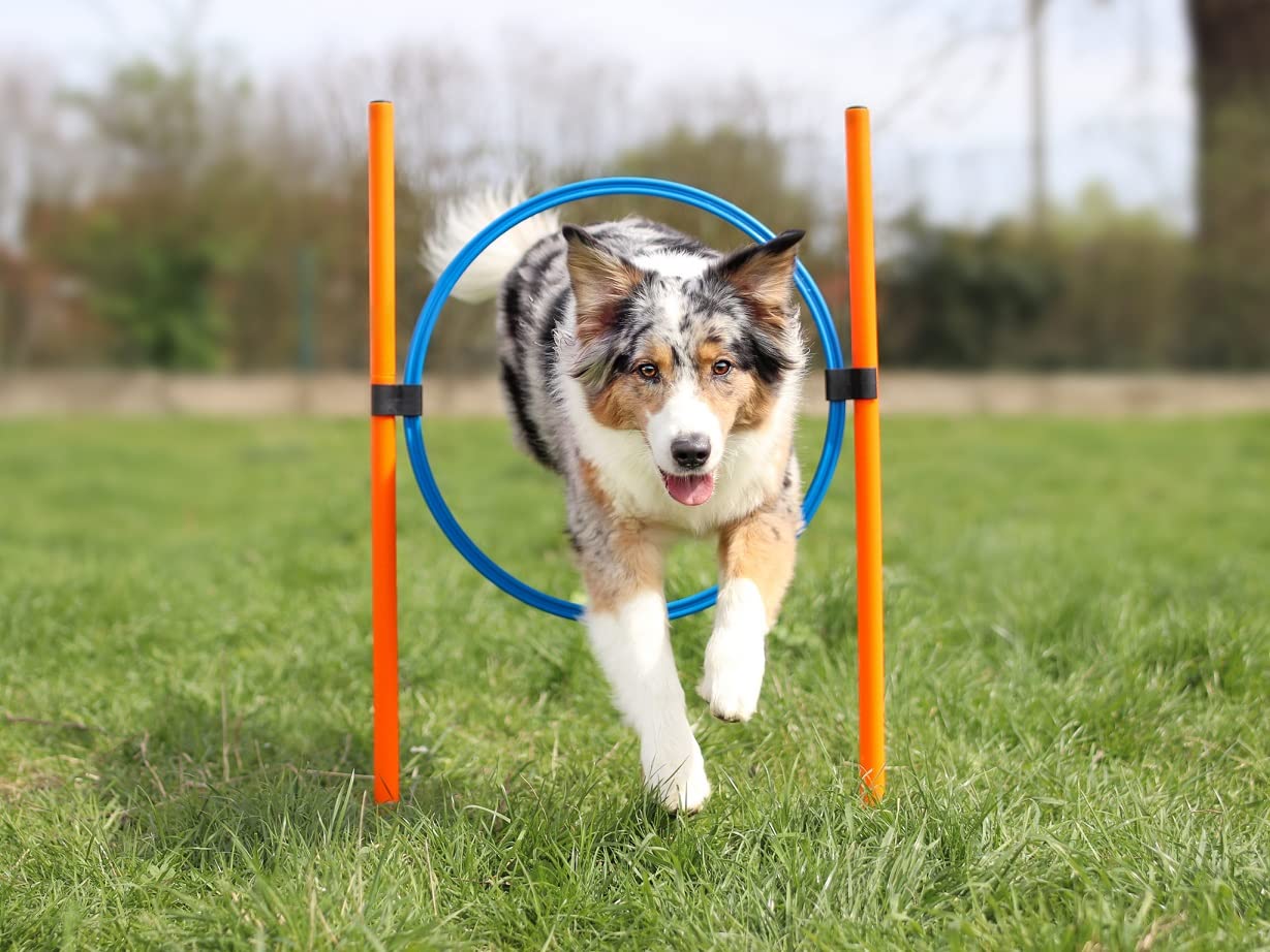 lemodo-agility-set-hunde-h-rde-tunnel-sprungring image 5