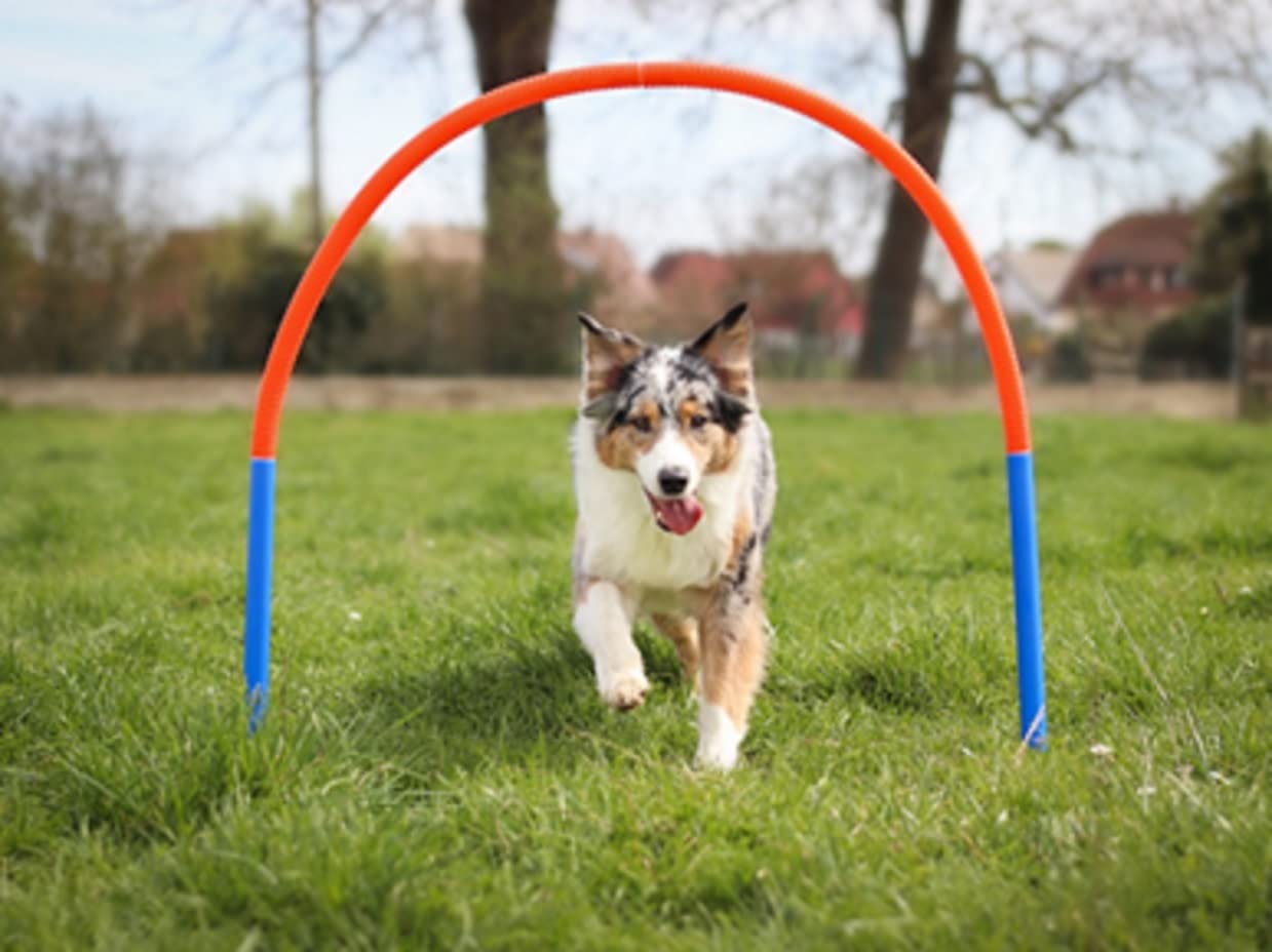 lemodo-hoopers-set-4-b-gen-agility-steckh-rden-mit-tasche-hundetraining image 3