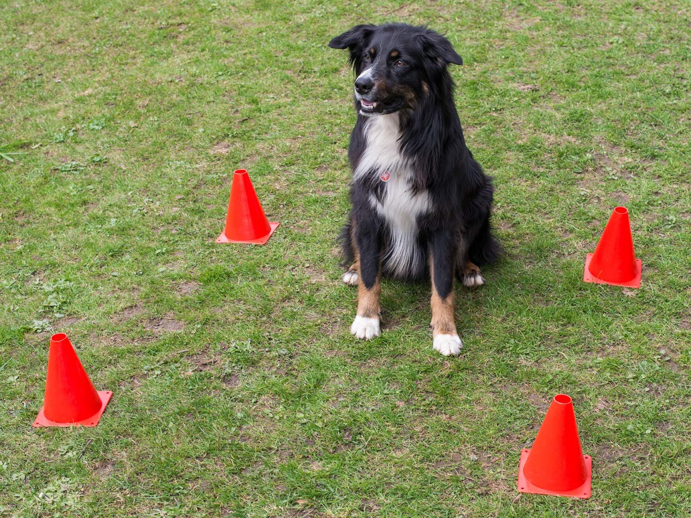 lemodo-nativ-obedience-set-hundetraining-agility-set image 5
