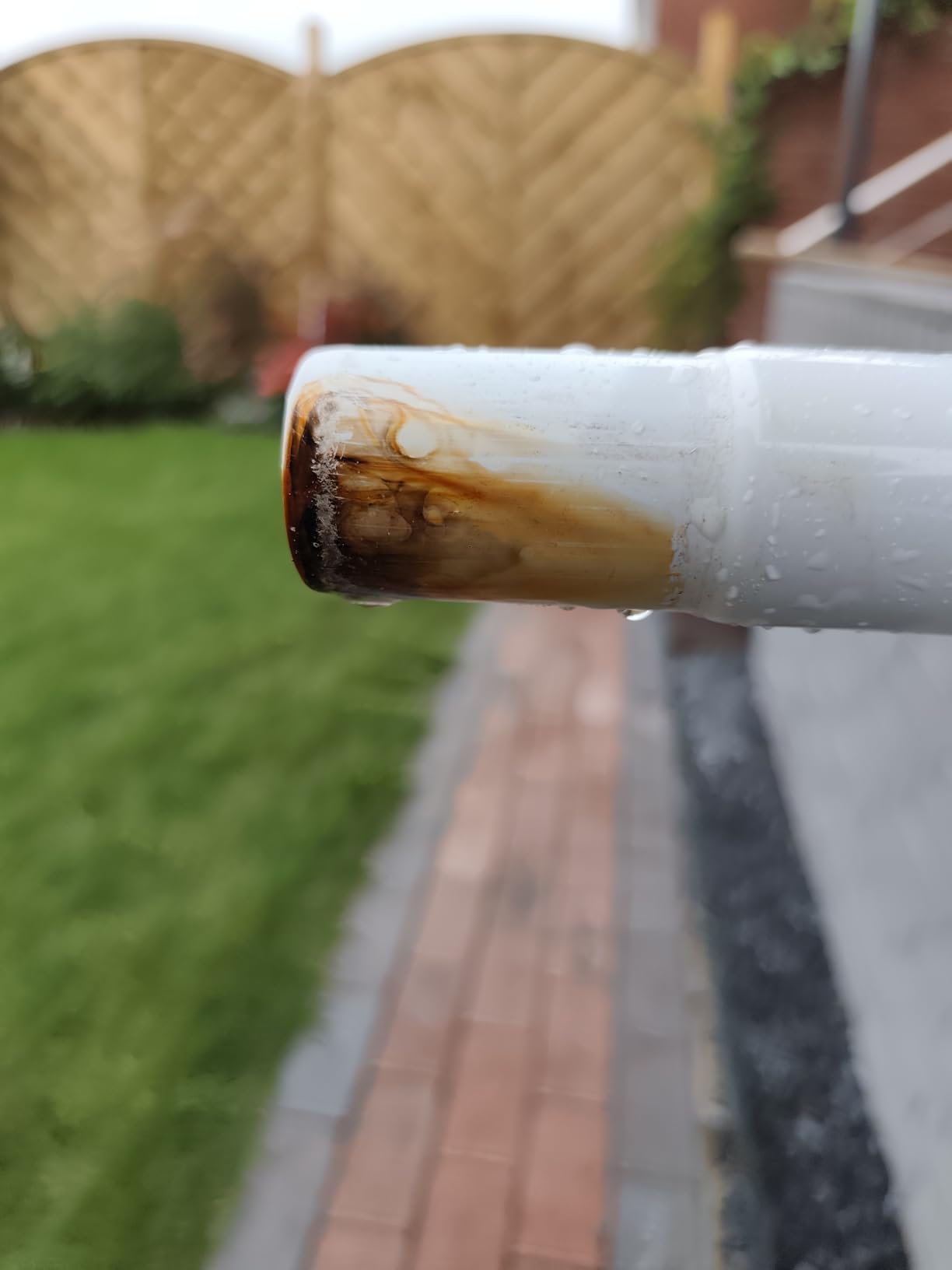 Sommer gerettet