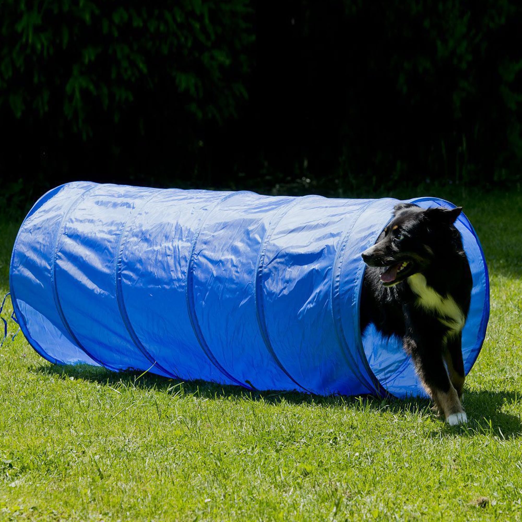 lemodo-agility-set-mit-tunnel-hundetraining-mit-h-rden-und-slalomstangen image 5