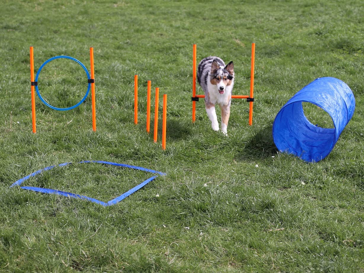 lemodo-agility-set-hunde-h-rde-tunnel-sprungring image 6