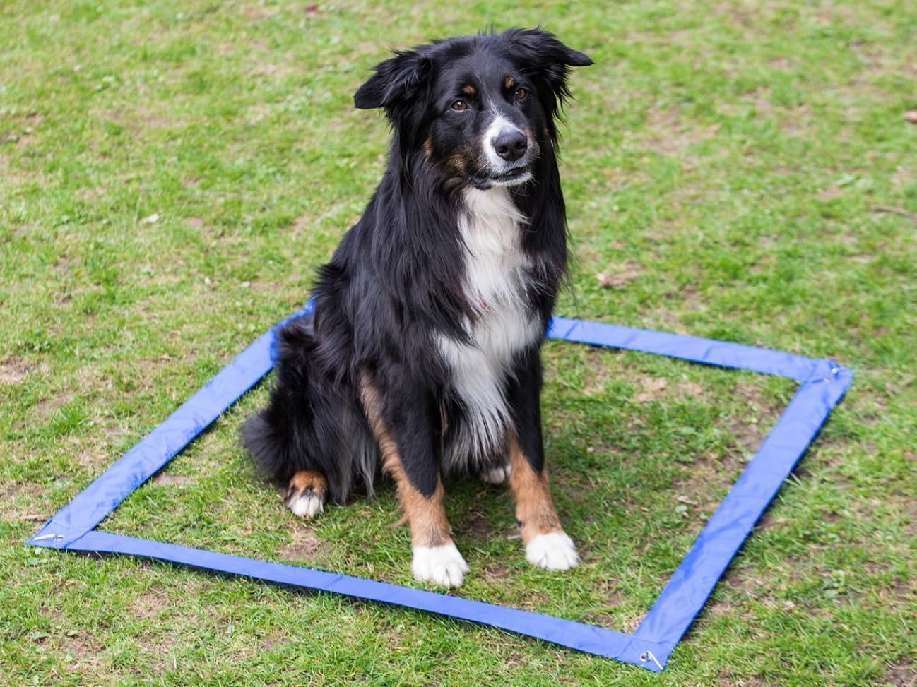lemodo-agility-set-f-r-hunde-h-rden-und-stangen-set image 3