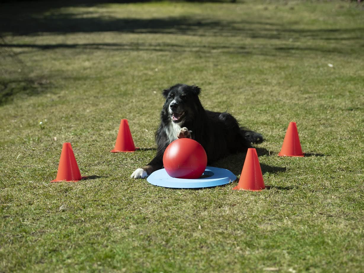 lemodo-nativ-golf-spielset-f-r-hunde-intelligenzspiel-agility image 4