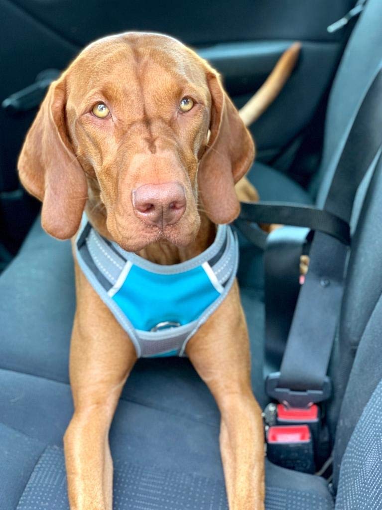 henry-wag-hunde-reisegeschirr-gr-e-l-mit-sicherheitsgurt-schlaufe image 6